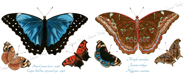 6 Schmetterlingsabbildungen auf der Tasse