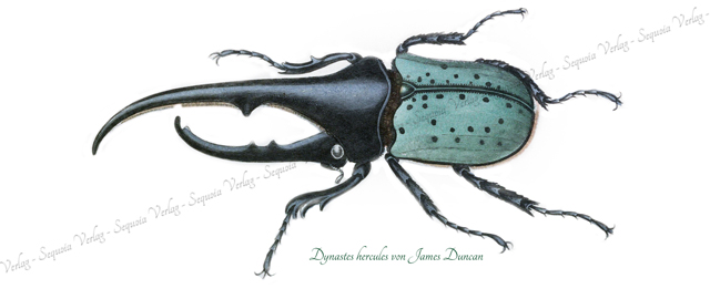 Herkuleskäfer Dynastes hercules