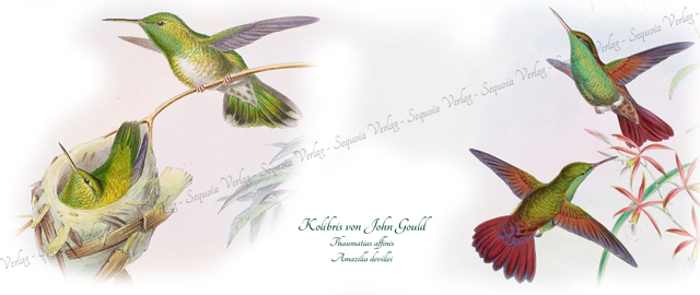 Kolibris von John Gould