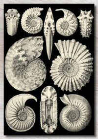 Kunst-Postkarte Haeckel: Ammoniten