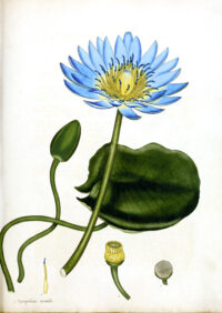 Kunst-Postkarte Blauer Lotus
