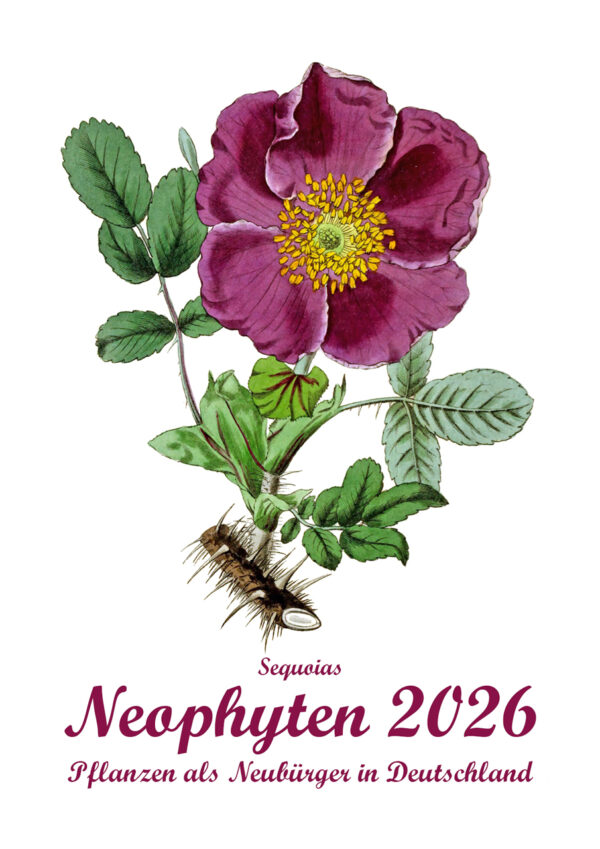 Monatskalender Pflanzen "Neophyten 2026" – Bild 2