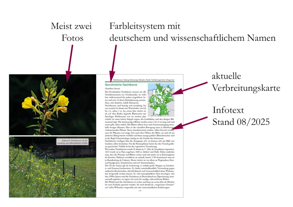 Blick ins Buch