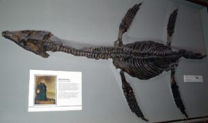 Rhomaleosaurus cramptoni