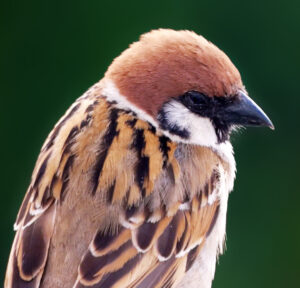 Spatz Antonius (Toni) ist Teil der FederFlieger