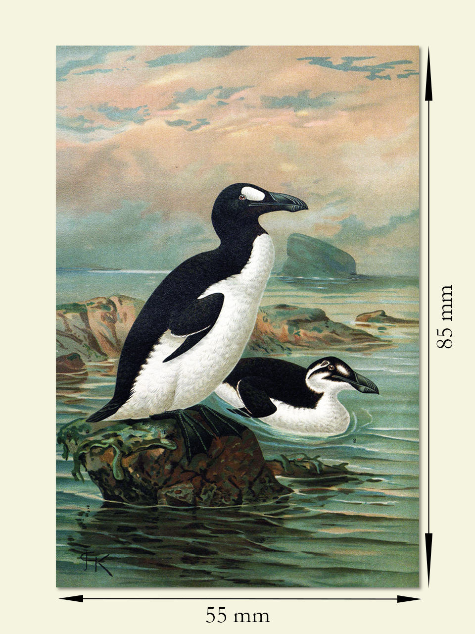 Kühlschrankmagnet "Riesenalk" – Bild 4